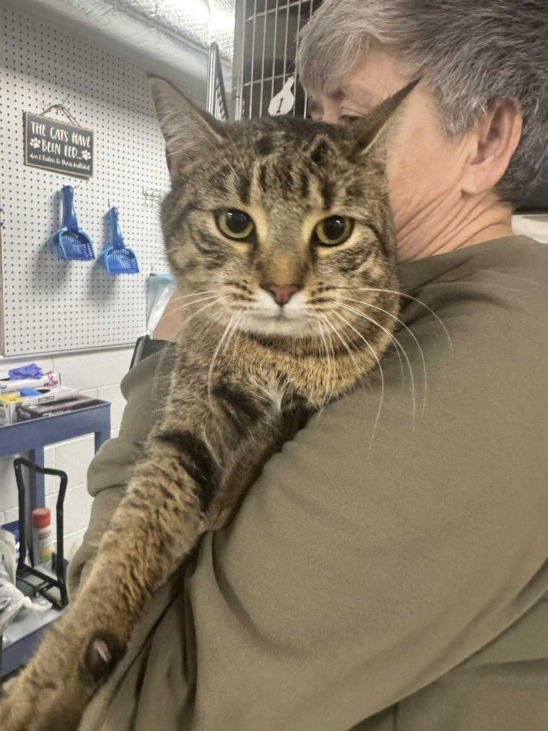 TABBY - Domestic Short Hair available for adoption