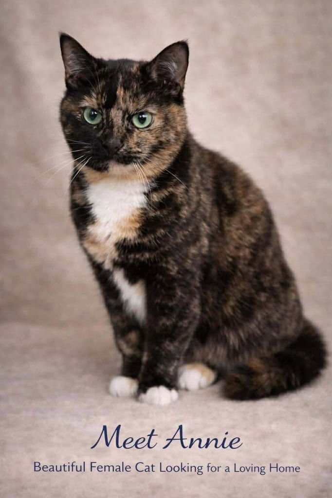 ANNIE - Domestic Short Hair available for adoption