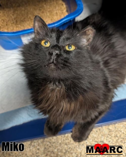 MIKO - Domestic Long Hair available for adoption