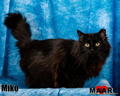 MIKO - Domestic Long Hair available for adoption