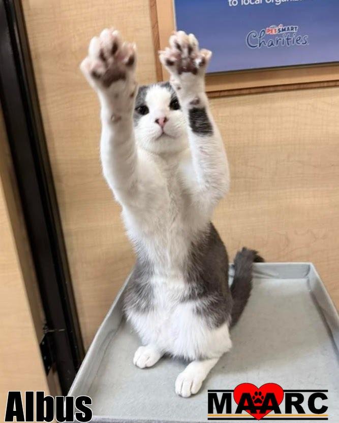 ALBUS / BEETLEJUICE - Domestic Short Hair available for adoption