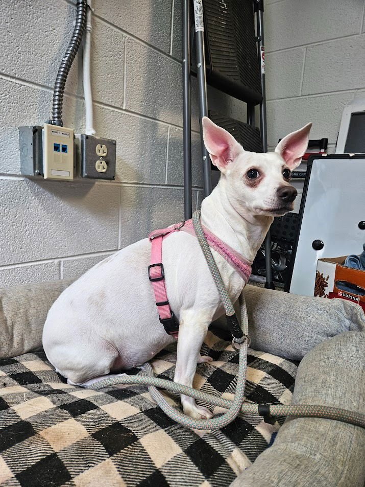 LIL DEBBIE - Chihuahua / Terrier for adoption in Knoxville