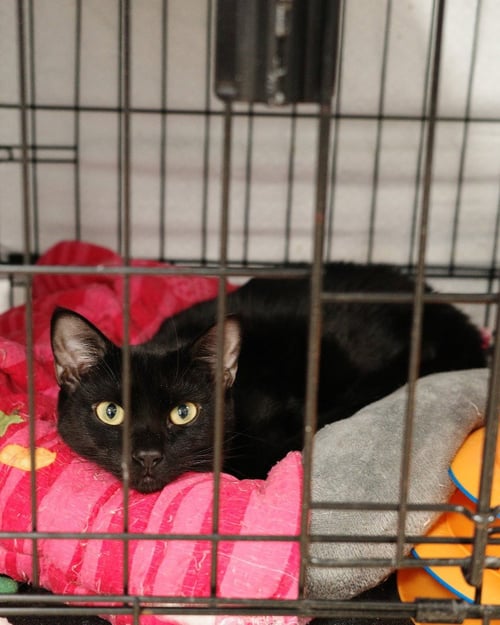 VENI - Domestic Short Hair available for adoption