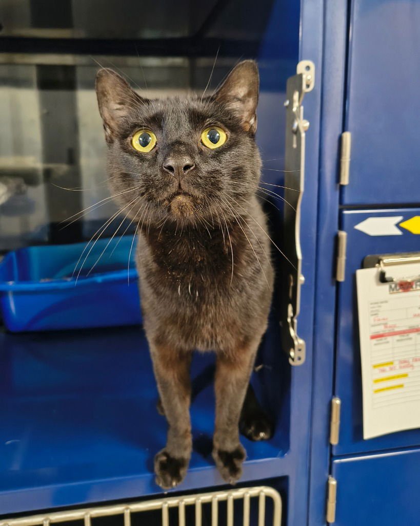 FINN - Domestic Short Hair available for adoption