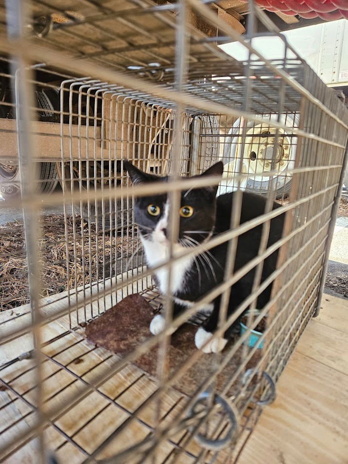 LOBLOLLY - Domestic Short Hair available for adoption