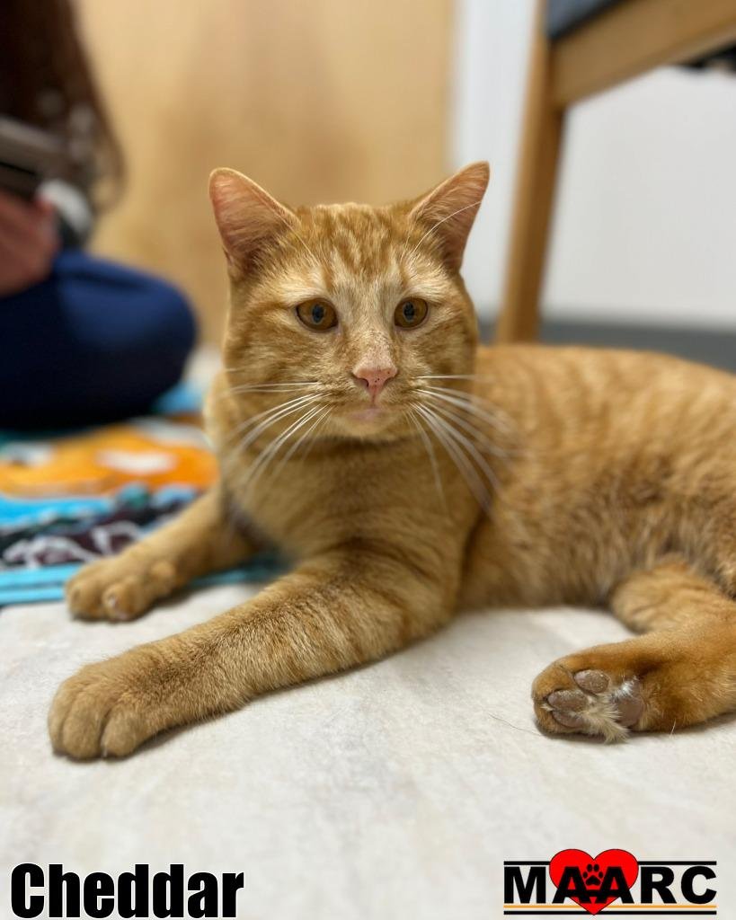 CHEDDAR - Domestic Short Hair available for adoption