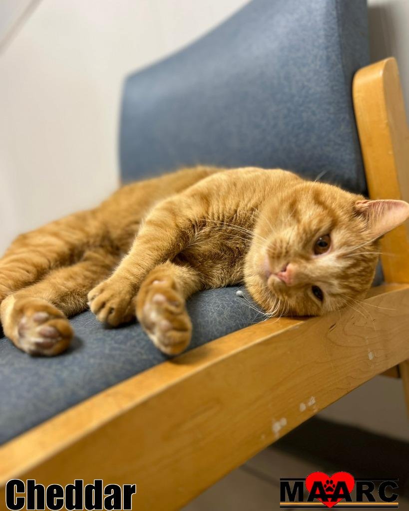 CHEDDAR - Domestic Short Hair available for adoption