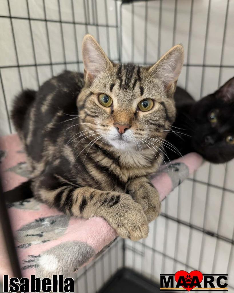 ISABELLA - Domestic Short Hair available for adoption