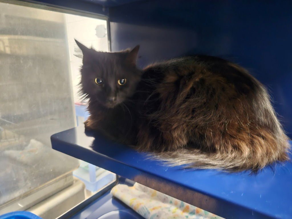 VENICE - Domestic Long Hair available for adoption