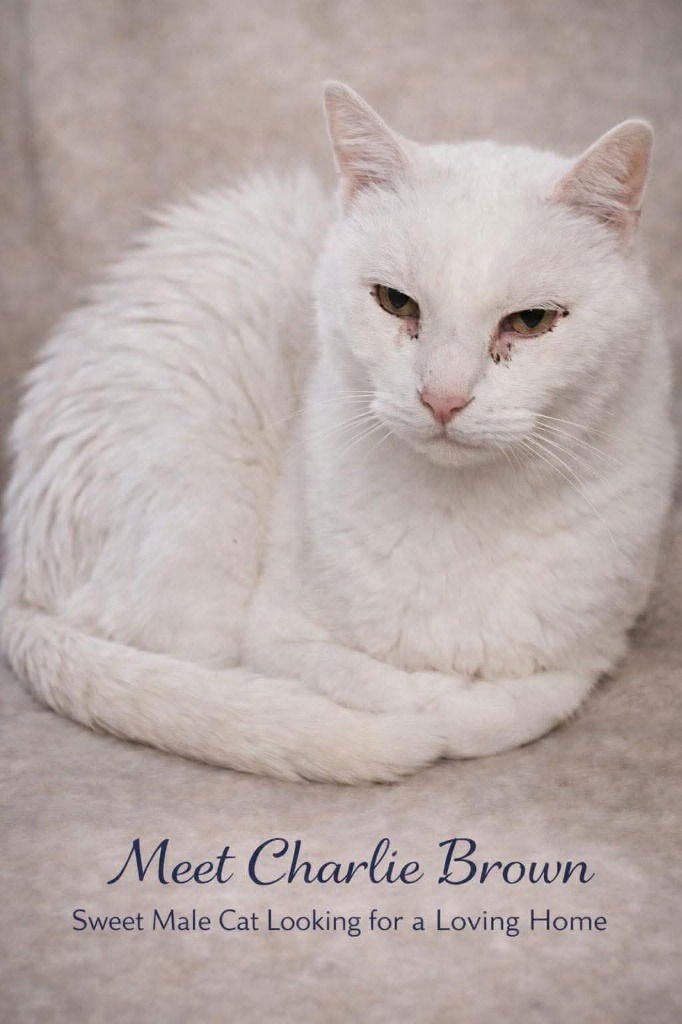 CHARLIE BROWN - Domestic Short Hair available for adoption