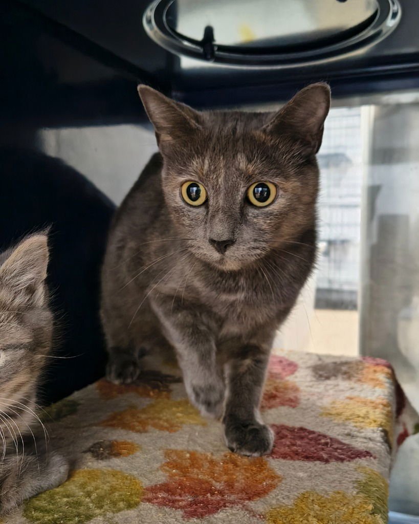 CAYENNE - Domestic Short Hair available for adoption