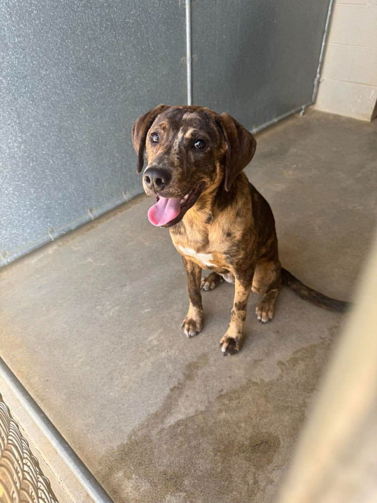 WHISKEY - Catahoula Leopard Dog / Hound for adoption in Knoxville