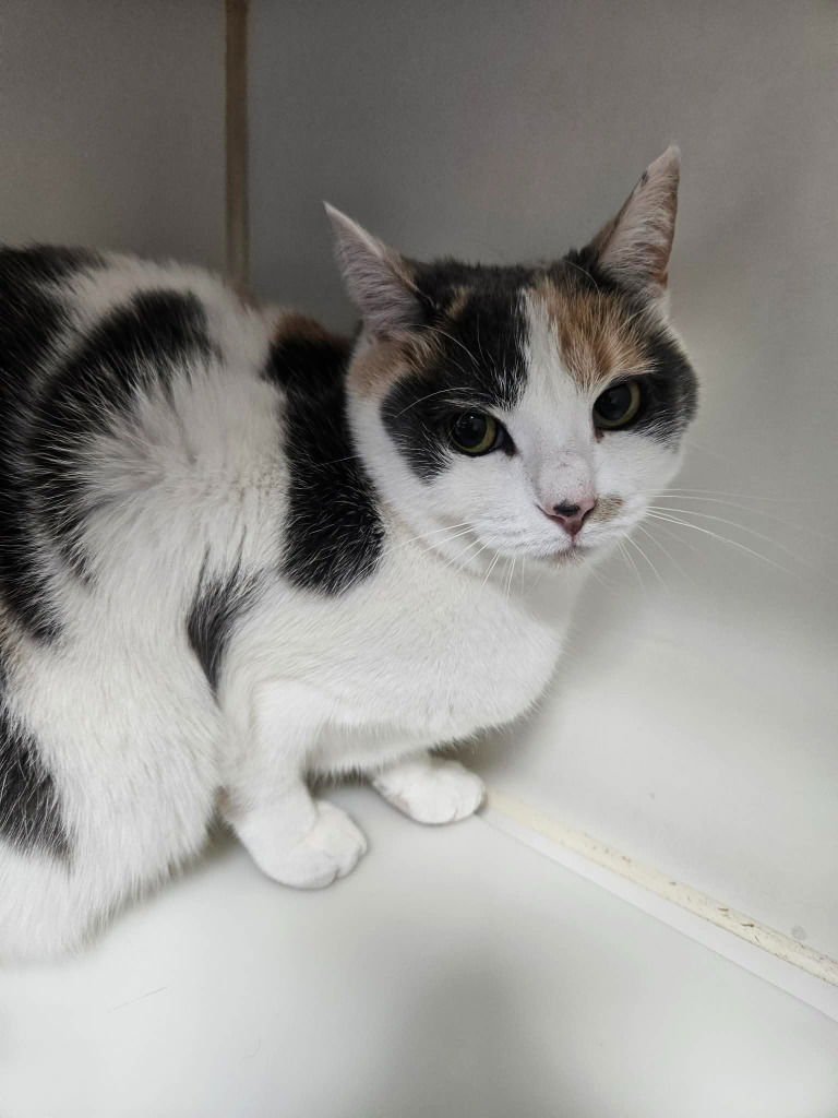 PRINCESS - Domestic Short Hair available for adoption