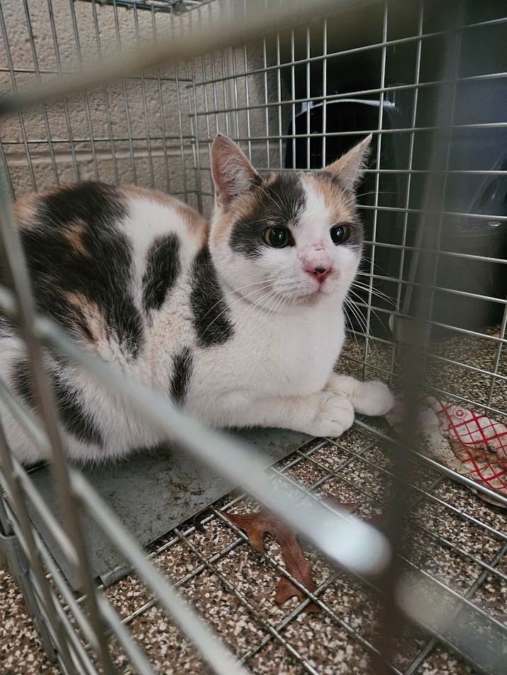 PRINCESS - Domestic Short Hair available for adoption
