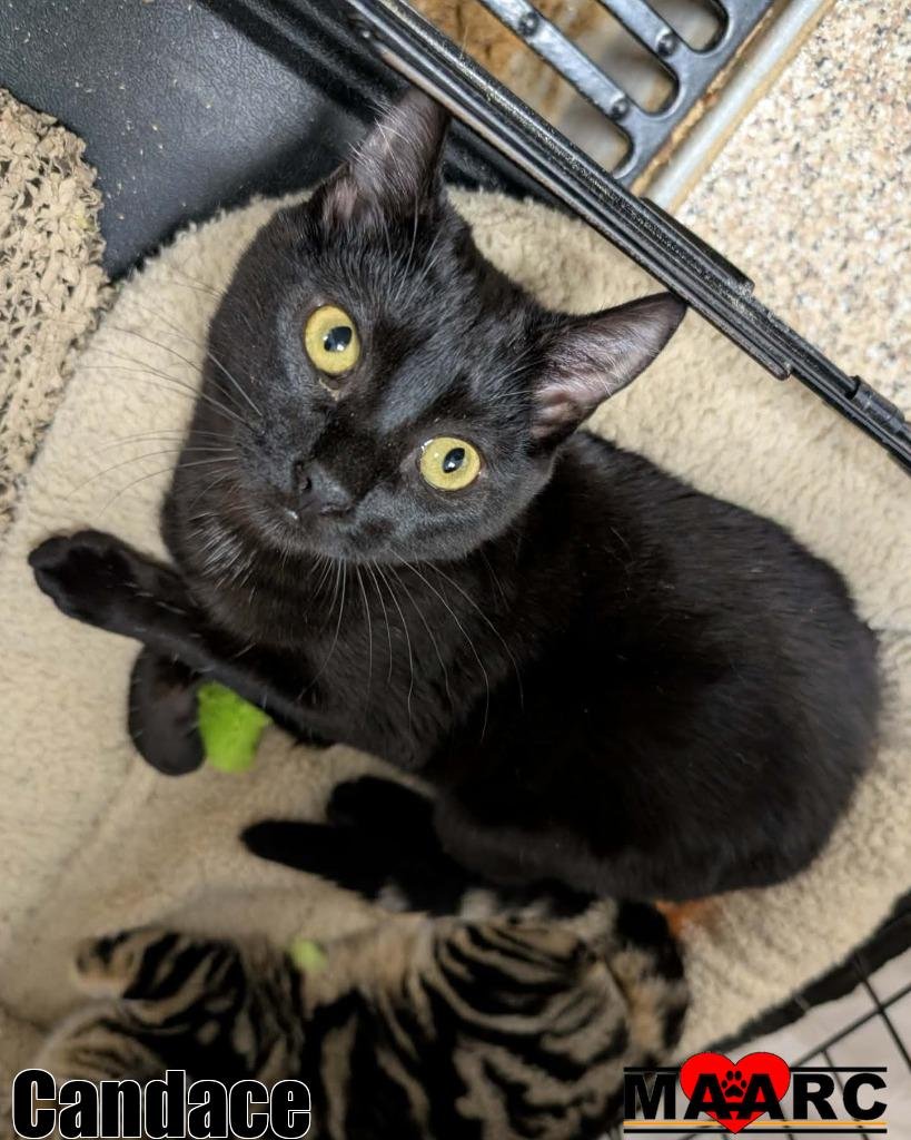 CANDACE - Domestic Short Hair available for adoption