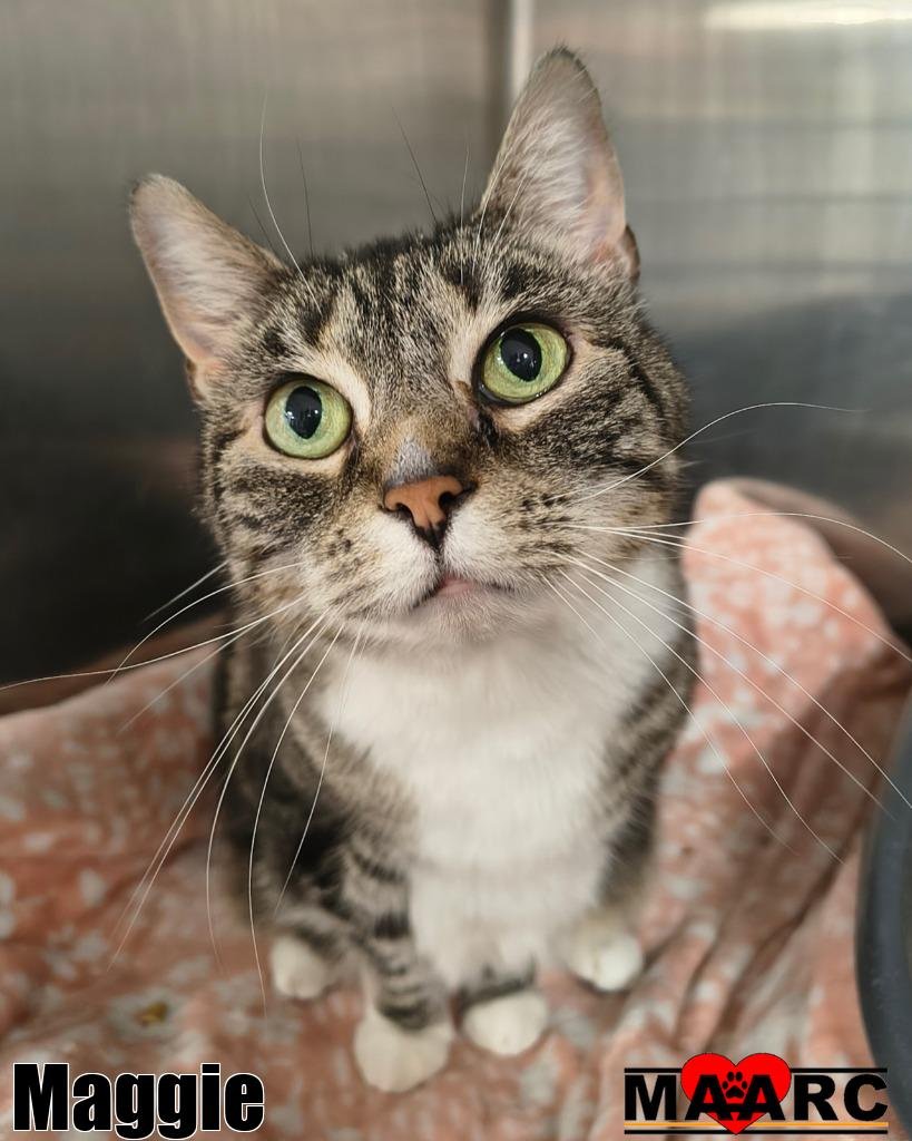 MAGGIE - Domestic Short Hair available for adoption