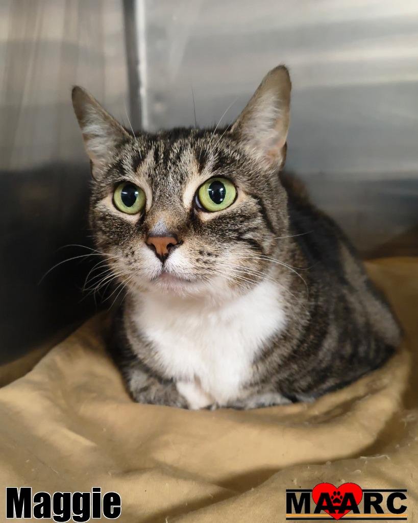 MAGGIE - Domestic Short Hair available for adoption