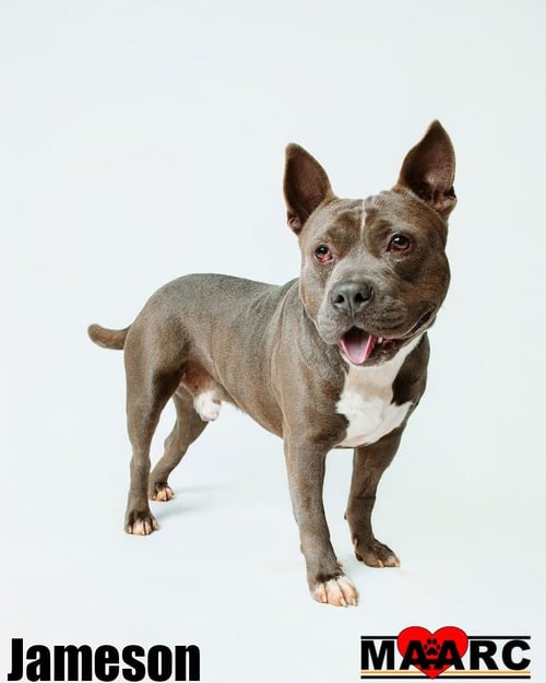 JAMESON - American Bulldog for adoption in Knoxville