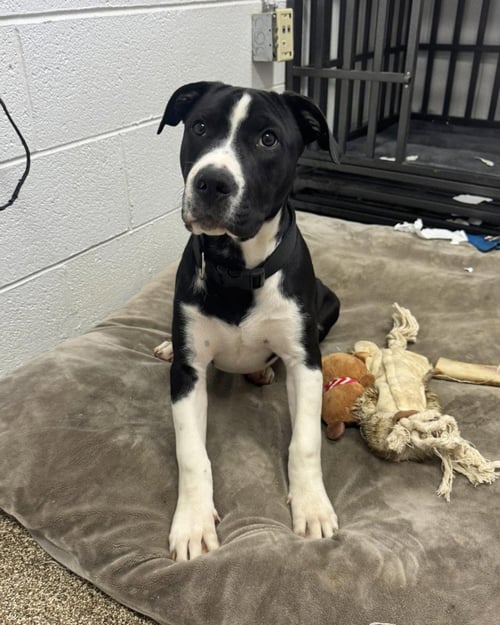 MEEKO - Great Dane / Terrier for adoption in Knoxville