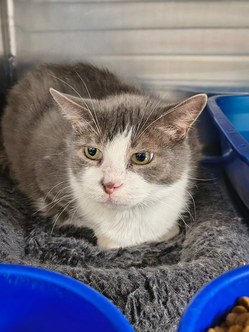 MAU MAU - Domestic Short Hair available for adoption