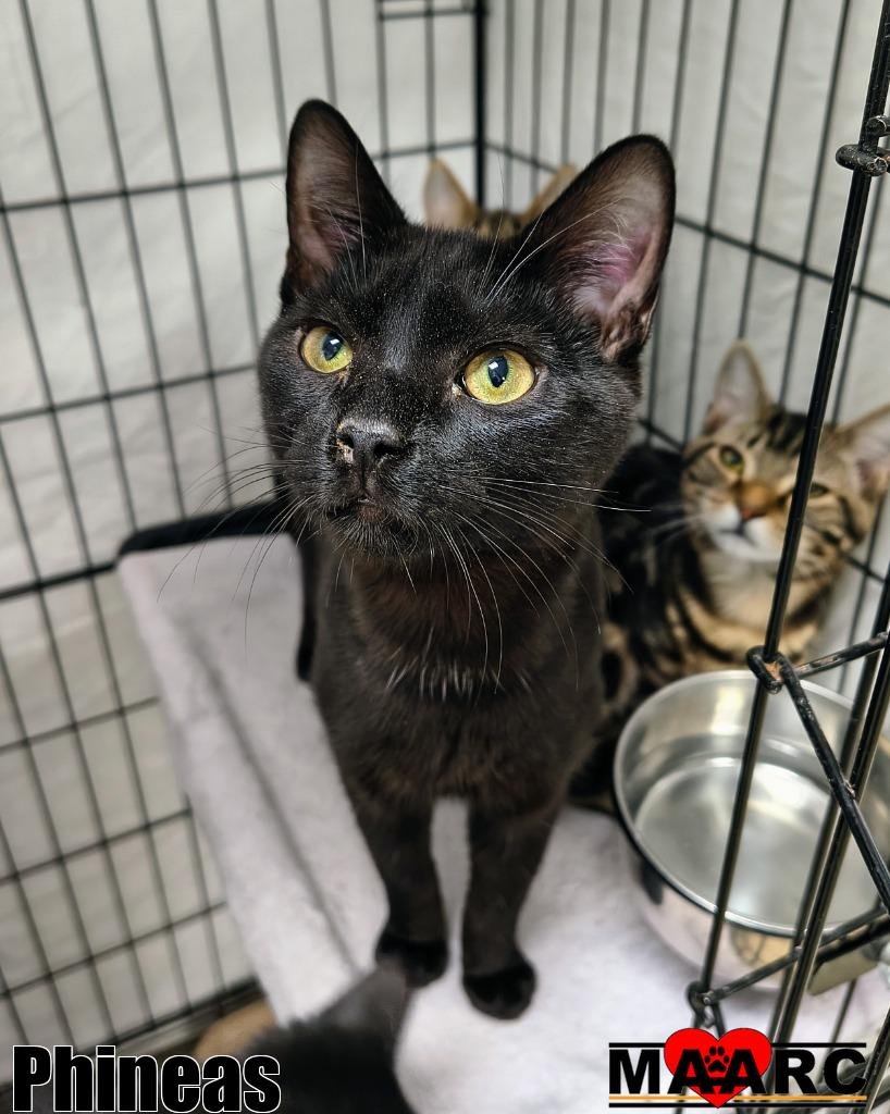 PHINEAS - Domestic Short Hair available for adoption