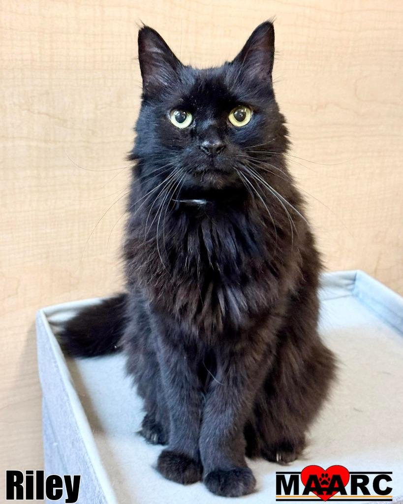 RILEY - Domestic Long Hair available for adoption