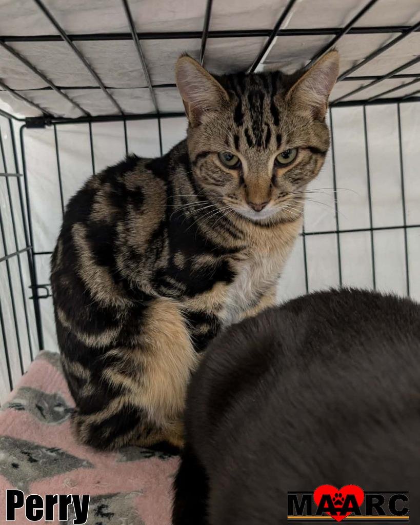 PERRY - Domestic Short Hair available for adoption