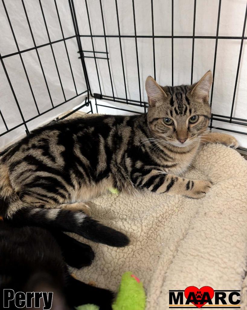 PERRY - Domestic Short Hair available for adoption