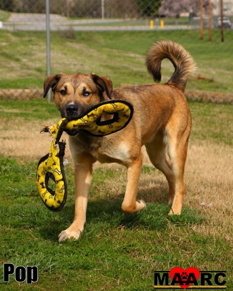 POP - German Shepherd Dog / Retriever for adoption in Knoxville