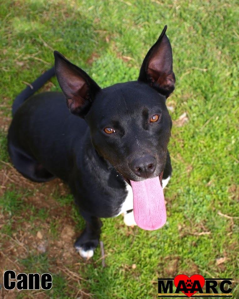 CANE - Australian Kelpie / Basset Hound for adoption in Knoxville