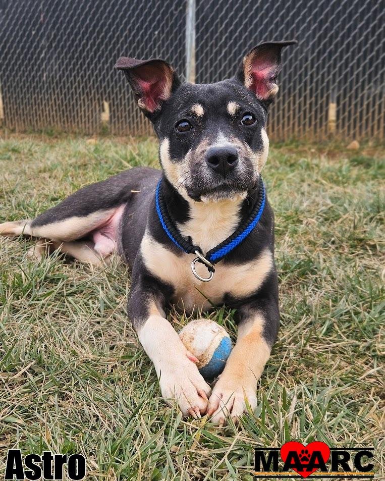 ASTRO - Shepherd / Terrier available for adoption