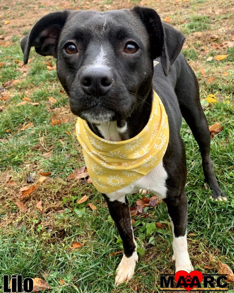 LILO - Pit Bull Terrier available for adoption