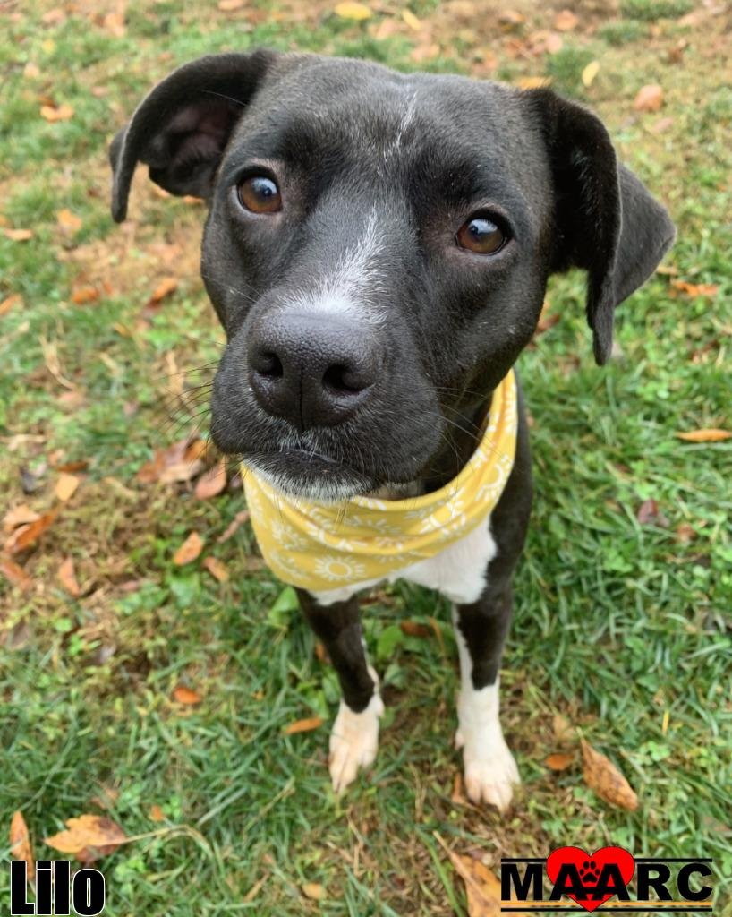 LILO - Pit Bull Terrier available for adoption