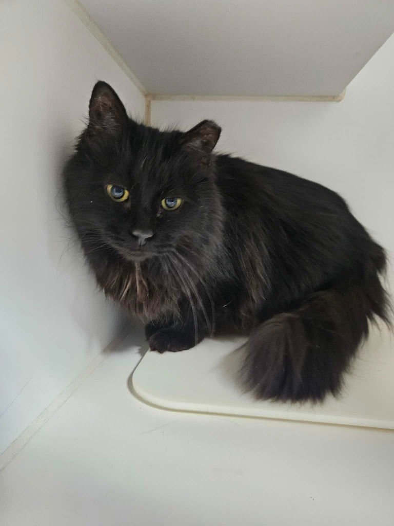 MIKO - Domestic Long Hair available for adoption