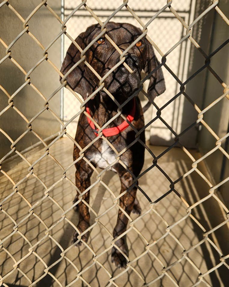 RUFUS - Hound for adoption in Knoxville