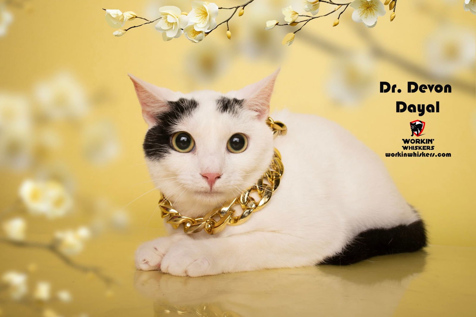 DR DEVON DAYAL - Turkish Van / Domestic Short Hair available for adoption