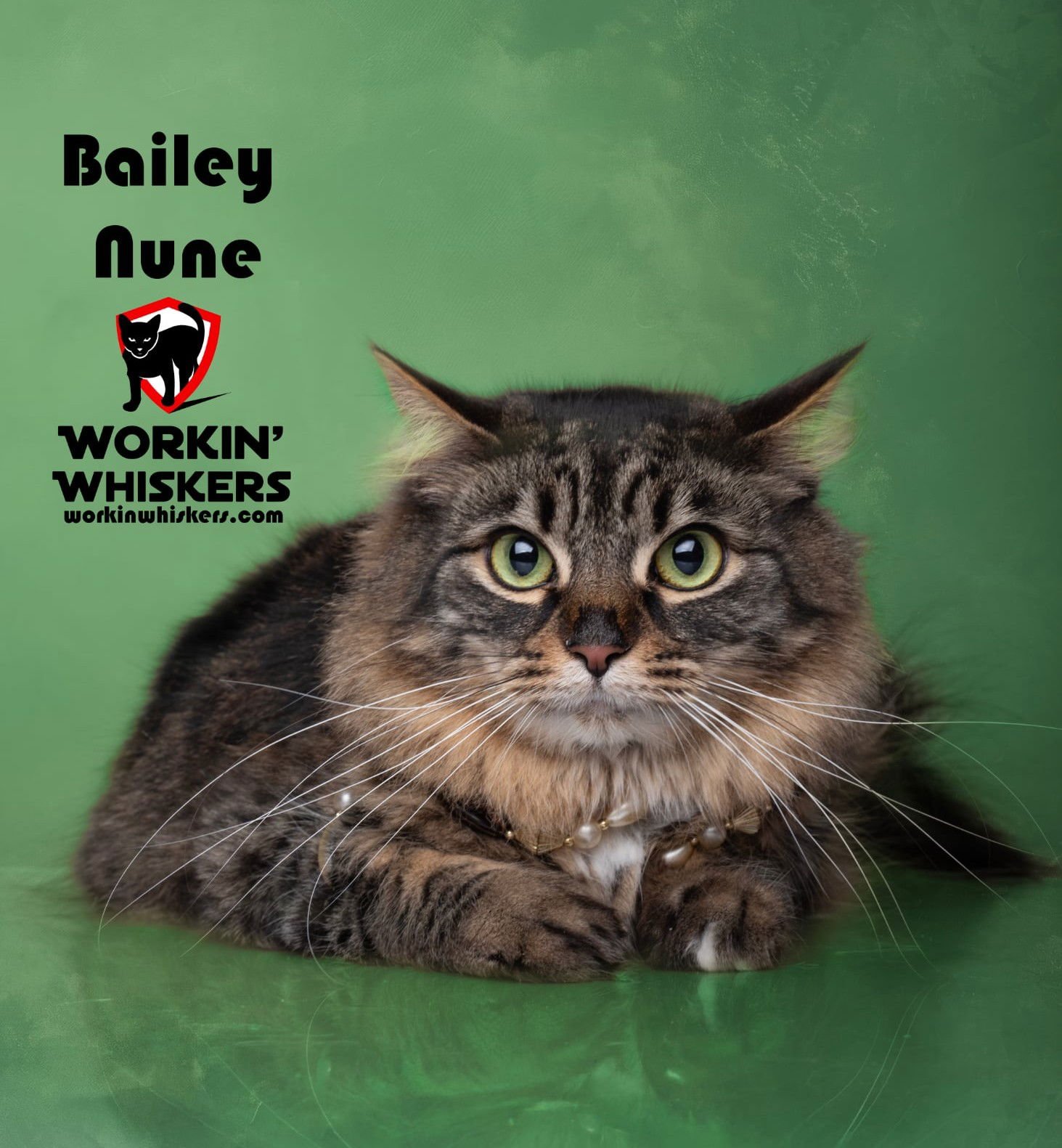 BAILEY NUNE - Maine Coon / Domestic Long Hair available for adoption