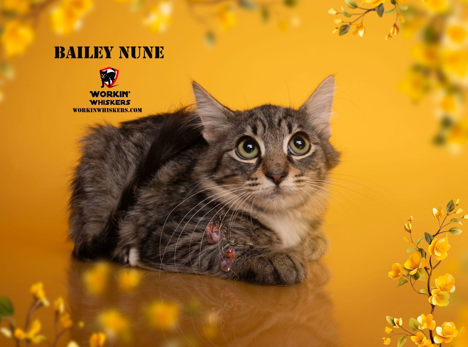 BAILEY NUNE - Maine Coon / Domestic Long Hair available for adoption