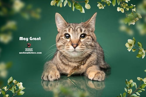 MAY GRANT - Tabby / Domestic Short Hair available for adoption