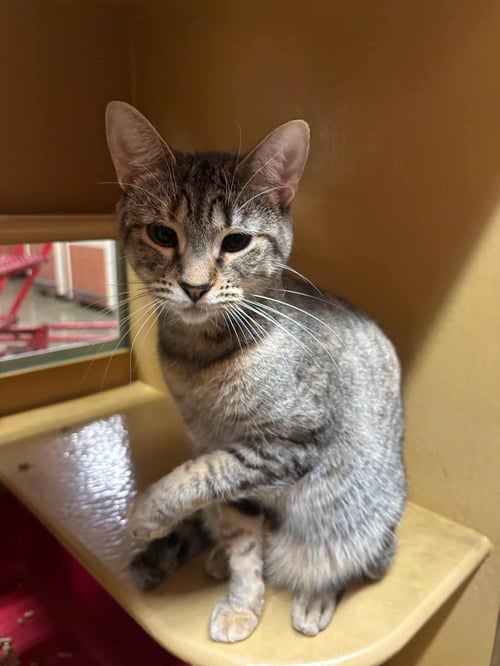 MAY GRANT - Tabby / Domestic Short Hair available for adoption