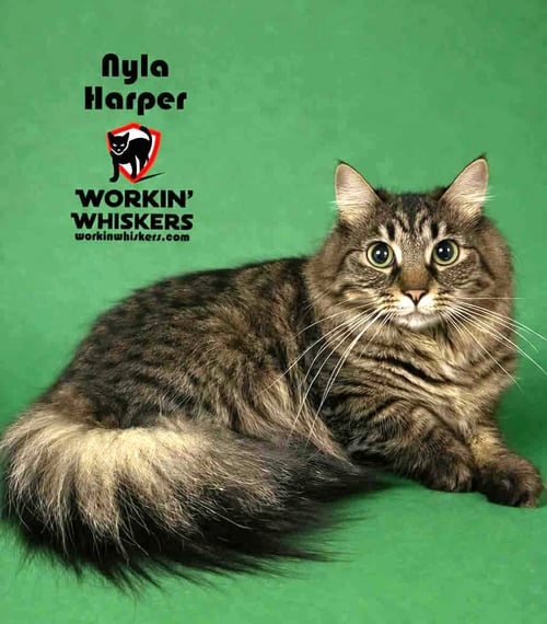 NYLA HARPER - Maine Coon / Domestic Long Hair available for adoption