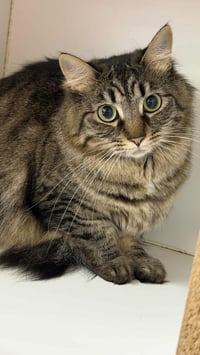 NYLA HARPER - Photo 2