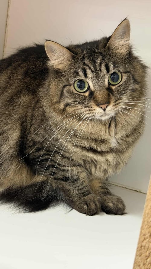 NYLA HARPER - Maine Coon / Domestic Long Hair available for adoption