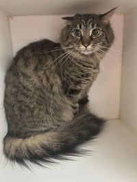 NYLA HARPER - Photo 4