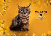 NYLA HARPER - Photo 5