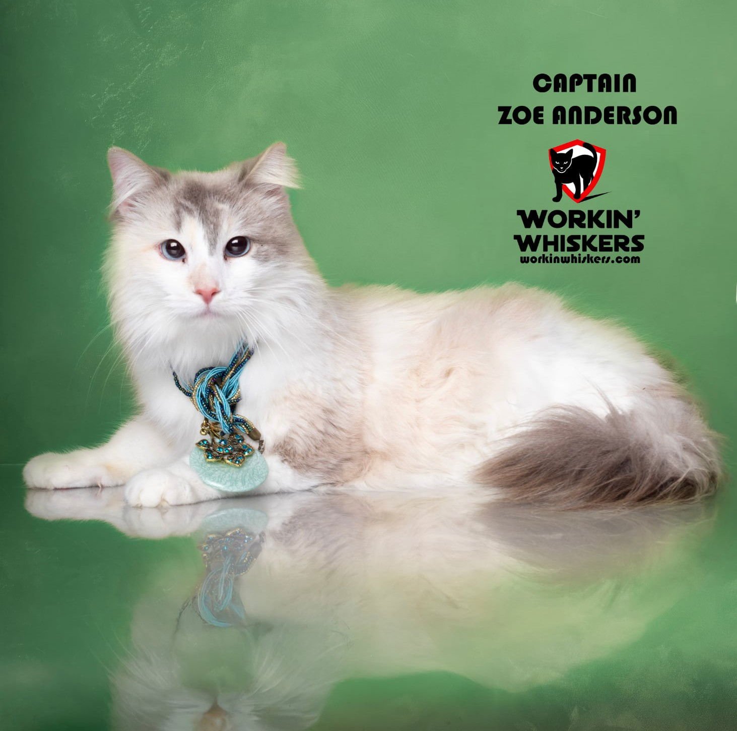 CAPTAIN ZOE ANDERSON - Siamese / Domestic Long Hair available for adoption