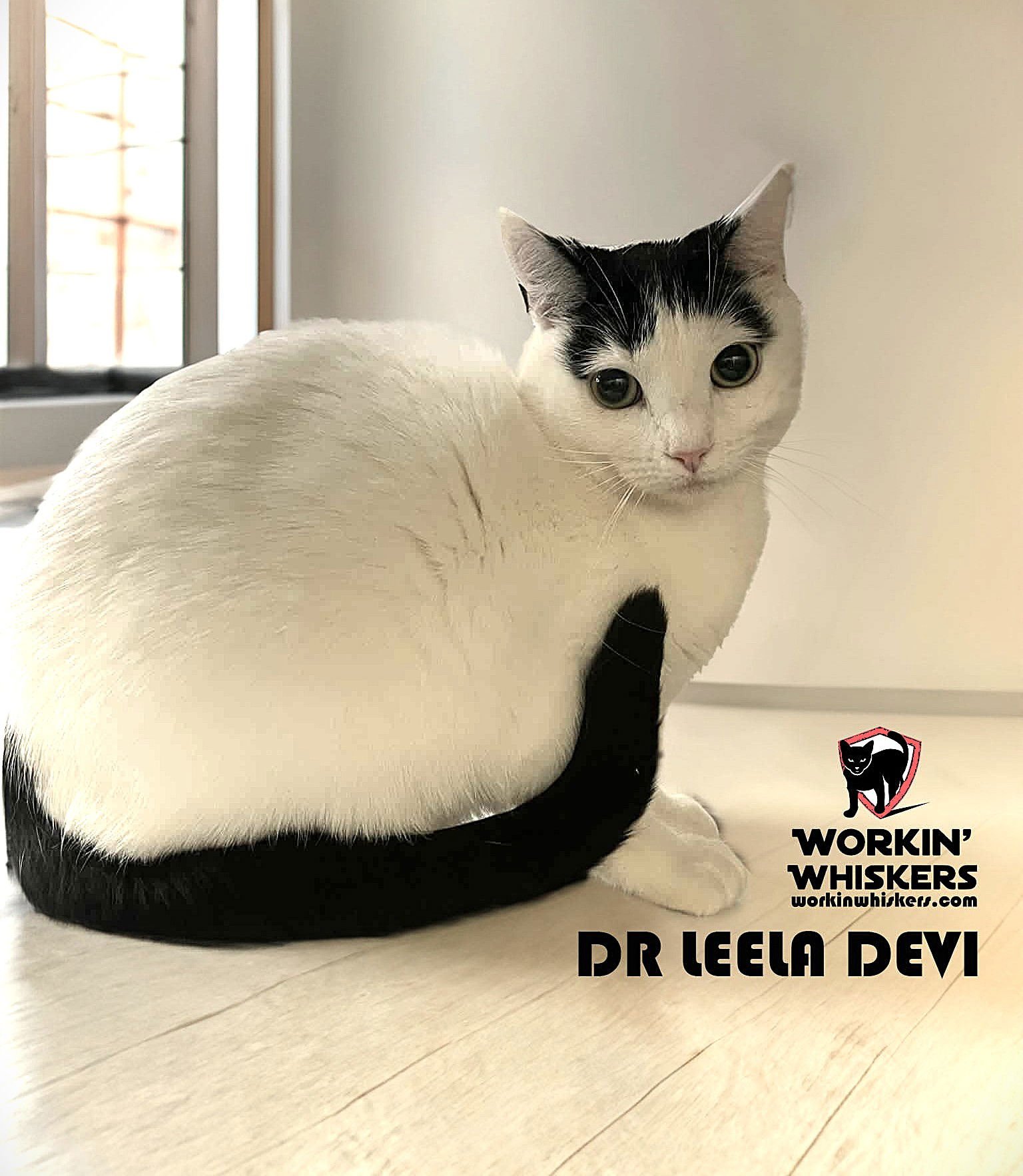 DR LEELA DEVI - Turkish Van / Domestic Short Hair available for adoption