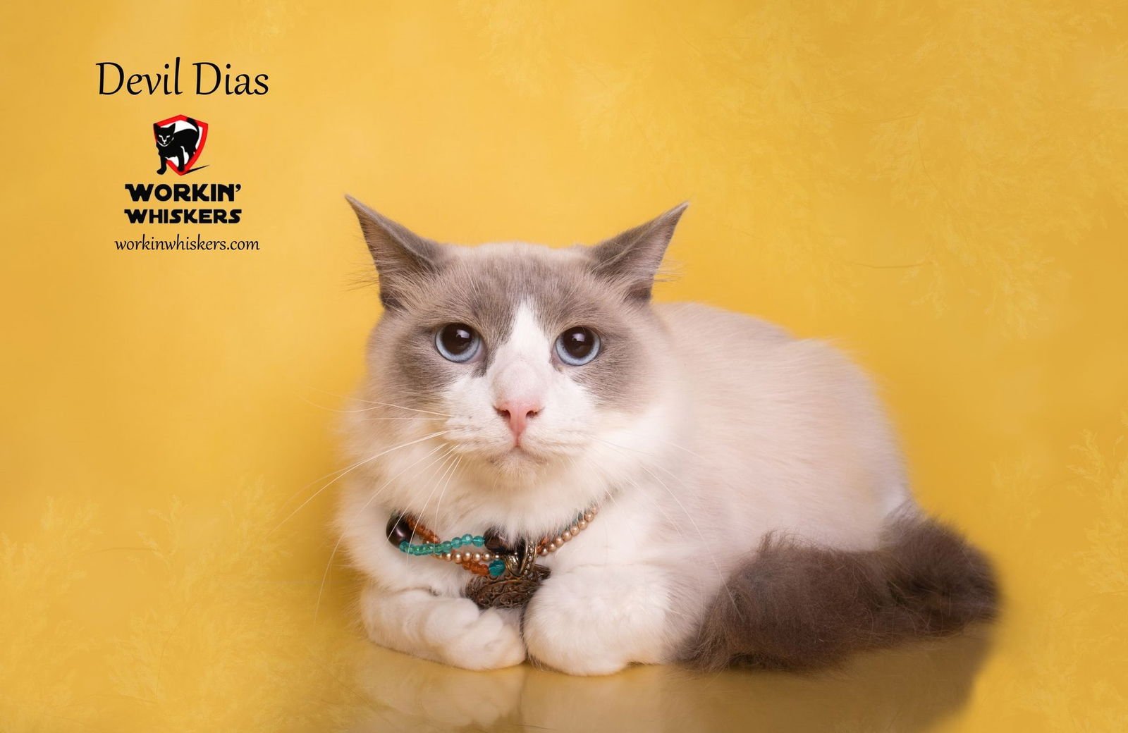 DEVIL DIAS - Siamese / Snowshoe available for adoption