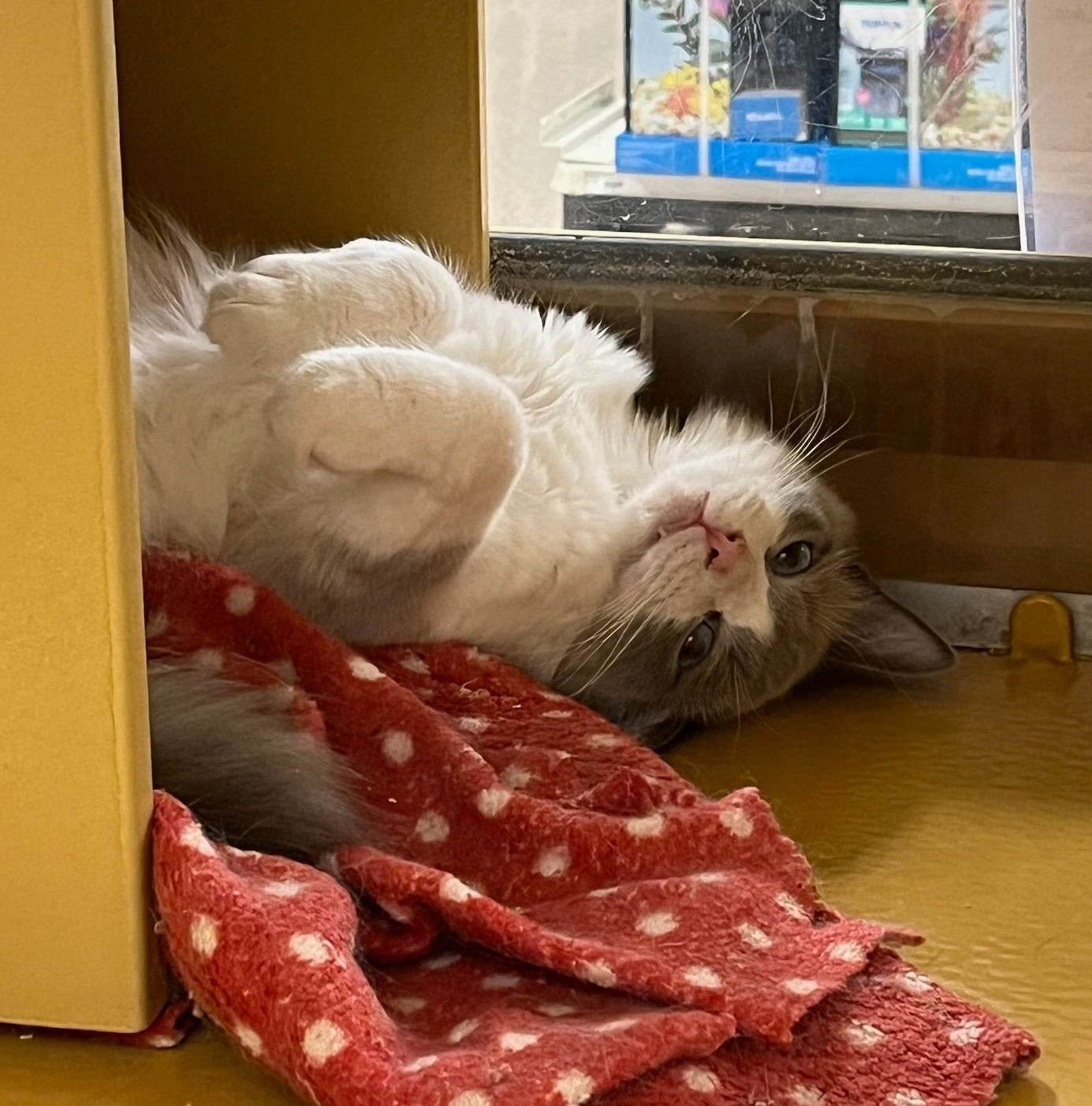 DEVIL DIAS - Siamese / Snowshoe available for adoption