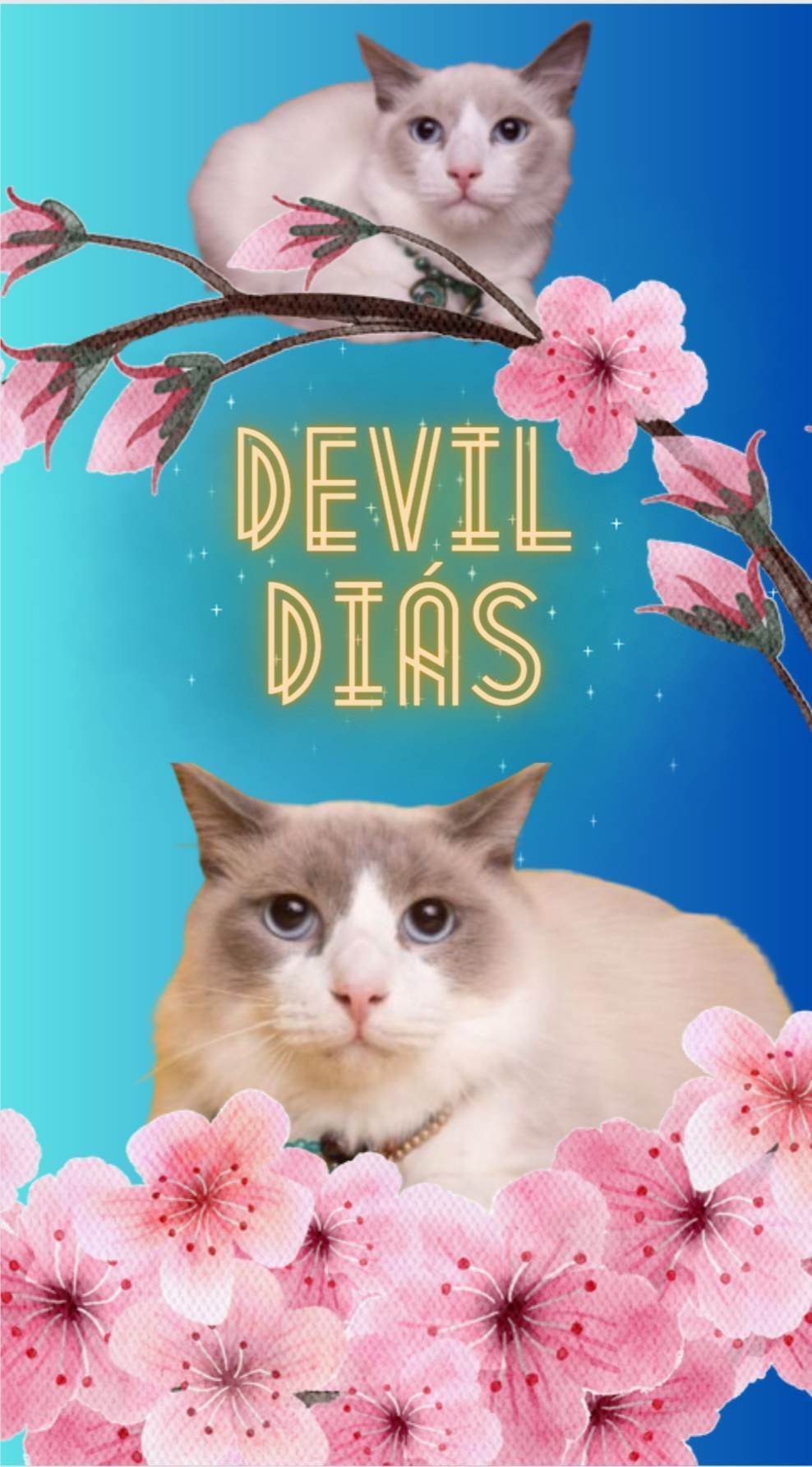DEVIL DIAS - Photo 3